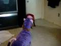 videos de Grape Ape & Pinchy