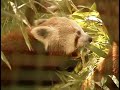 Red Pandas Arrive at Cape May County Zoo Red Pandas Arrive at Cape May County Zoo