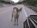 RAMbunctious-Bighorn Sheep Vs Toyoya 4Runner In Lander Wyoming  "The Rise Of The Little Bighorn"