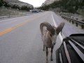 RAMbunctious-Bighorn Sheep vs Toyoya 4Runner In Lander Wyoming  The Rise Of The Little Bighorn