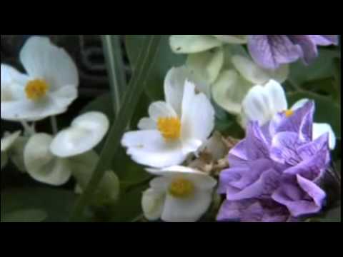 Saugatuck Michigan Bed and Breakfast