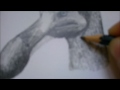 Drawing a Dodo