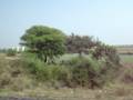 maharishi vidya mandir.MOV