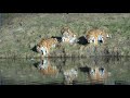 Tigers Tigers