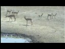 Assorted Deer chillout
