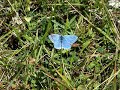 Adonis Blue Butterfly at Durlston