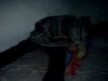 Jack G - The Removal Of The Vine (Eposode 3) Jack G - The Removal Of The Vine (Eposode 3)