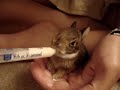 bunnies.html