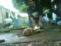 puchi matando al cocono(guajolote o pavo) puchi matando al cocono(guajolote o pavo)