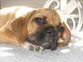 SANTO THE PUGGLE SANTO THE PUGGLE