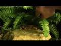NO MORE MITES - Steps to kill mites, a tour and 3 feedings