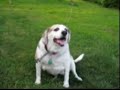 Incredibly Annoying Barking Dog