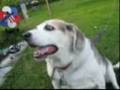 problem barking dog