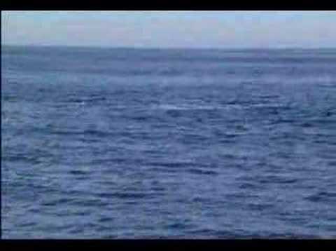 North Atlantic Right Whale Sighting