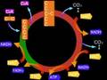 Ciclo di Krebs