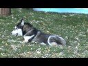 3-legged husky-colby