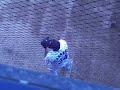 F. Hernandez and F. Liriano bullpen warm up June 6 06
