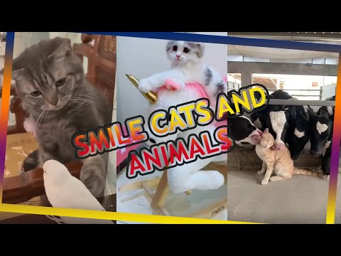 Cute and Funny Cat Videos to Keep You Smiling MEOW TV 2