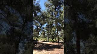 من غابة إشتاؤول قرية إشوع المهجرة