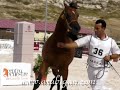 caballo �rabe Abha Omani