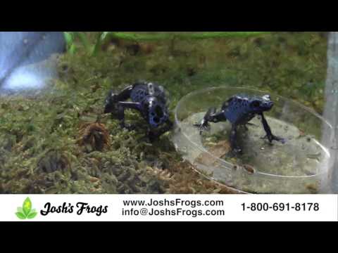 YouTube reptile video