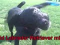 *ADOPTED* Daisy 5599427 Humane Society Colorado Adopt *ADOPTED* Daisy 5599427 Humane Society Colorado Adopt