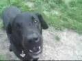 Daisy 5599427 Humane Society Colorado Adopt