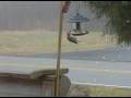 Red Head Wood Pecker Rap