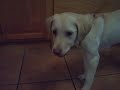 Luna Puppy the Lab/Golden Mix