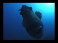 Sharks of Fakarava