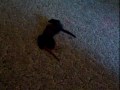 Saras BooBoo, Kit Kat & Da Bird
