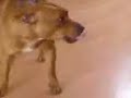 Madison The Dog Bubble Popper