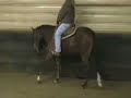 Shes Always In Style- Western Pleasure Update 1/25/08