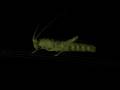 videos de Grasshopper 3D Model Hi Res