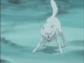 Wolf\