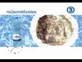 Viasat Clock ID Viasat Clock ID