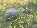Courting Asian One-Horned Rhinos