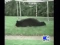 bear bear