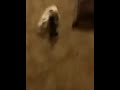 Kobe and sweetie tug of war