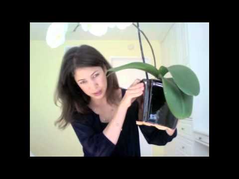 how to care for a dying orchid