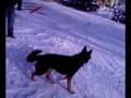 pies piorun cz.3