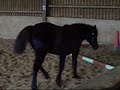 Bess the foal