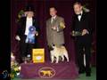 Pug Best in Show