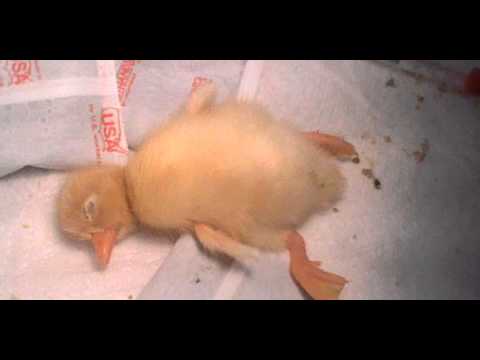YouTube: pato bebé toma la siesta más adorable que hayas visto