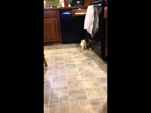Frosty can Fetch!! Westie male puppy