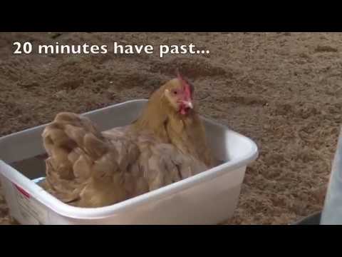 how to relieve egg bound chicken
