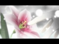 Guarda video