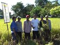 rice harvest festival 2008 by uncle organics corporation