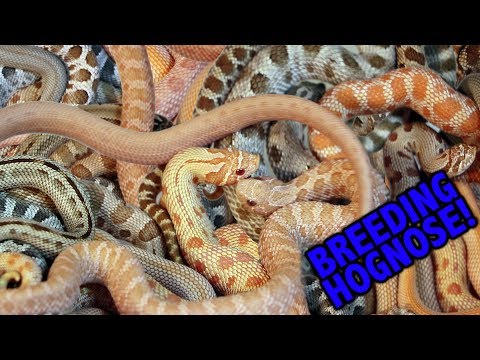 YouTube reptile video