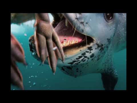 Polar Obsession (National Geographic)